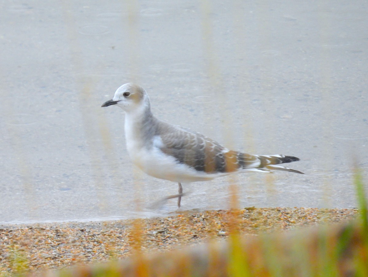 Sabine's Gull - ML642346785