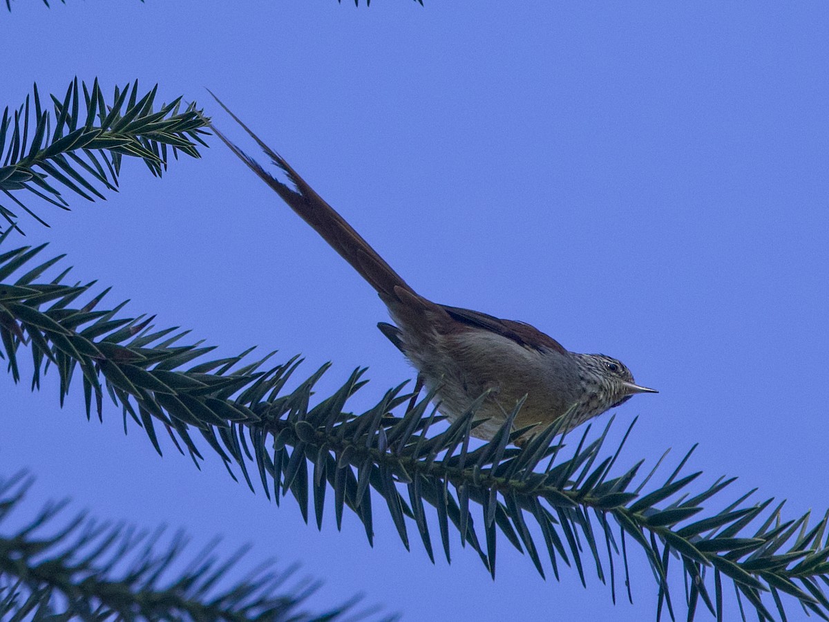 Araucaria Tit-Spinetail - ML642346787