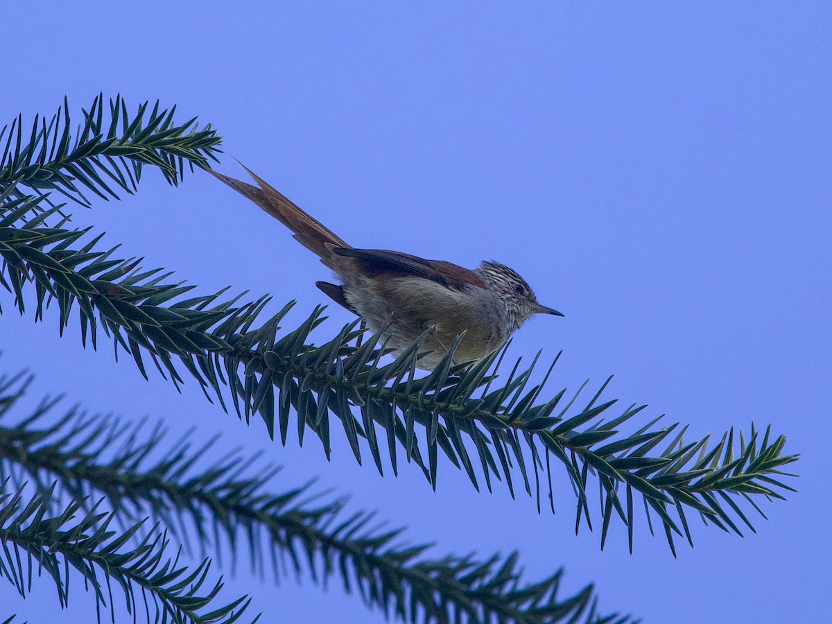 Araucaria Tit-Spinetail - ML642346788