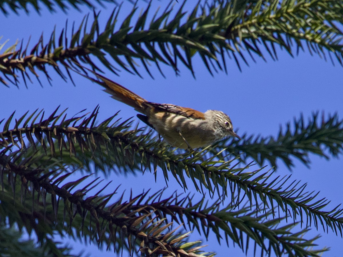 Araucaria Tit-Spinetail - ML642346789