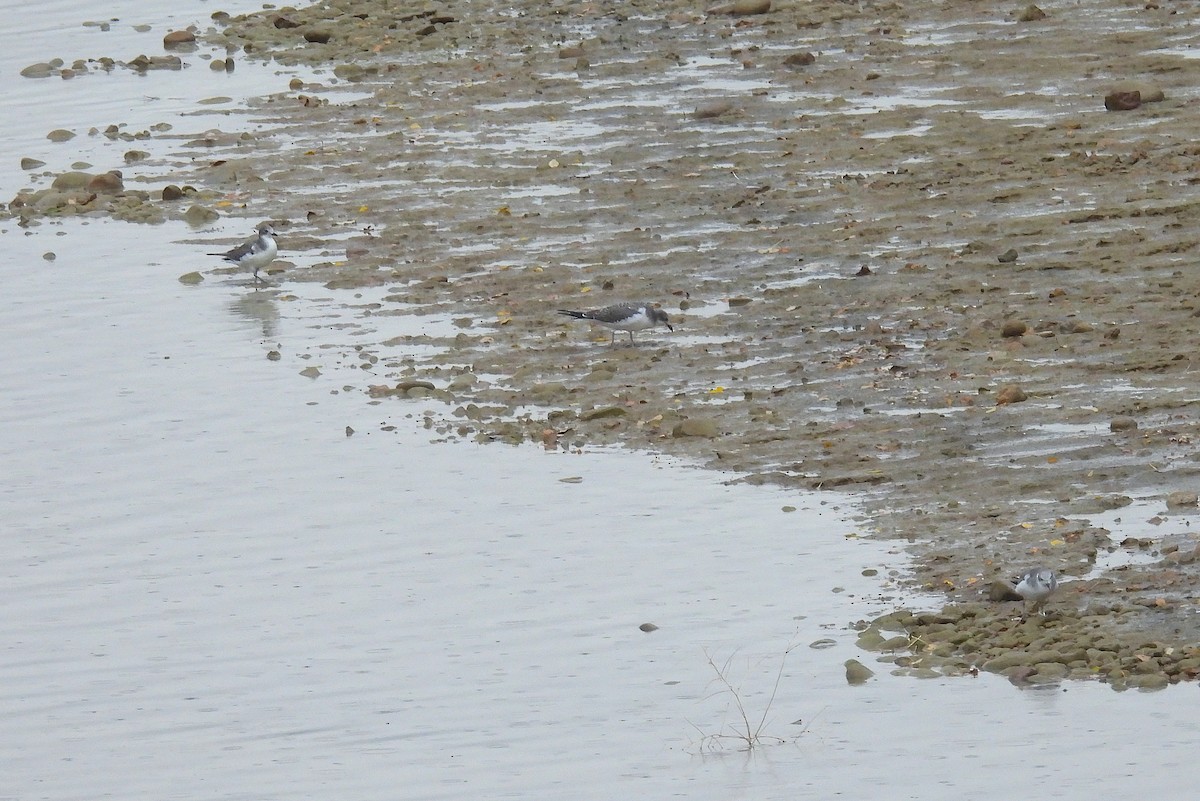 Sabine's Gull - ML642346792