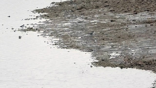 Sabine's Gull - ML642346797