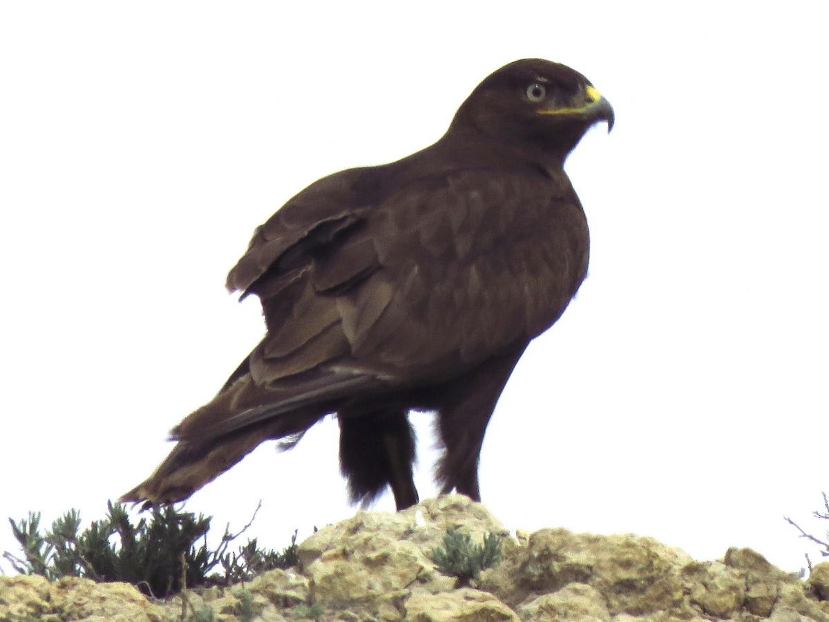 kongevåk - ML642346803