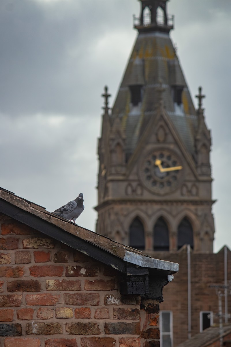 Rock Pigeon (Feral Pigeon) - ML642346828
