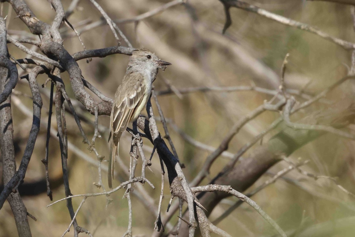 Ash-throated Flycatcher - ML642346842