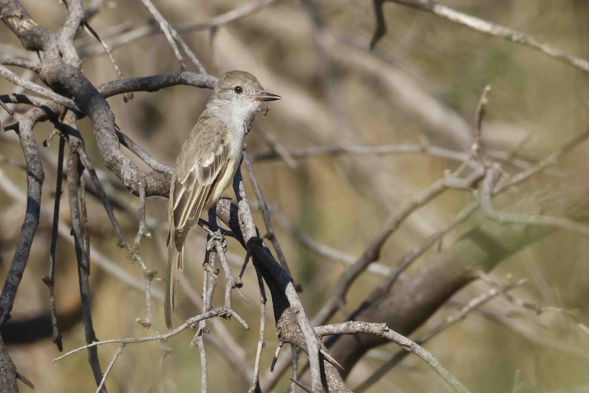 Ash-throated Flycatcher - ML642346844