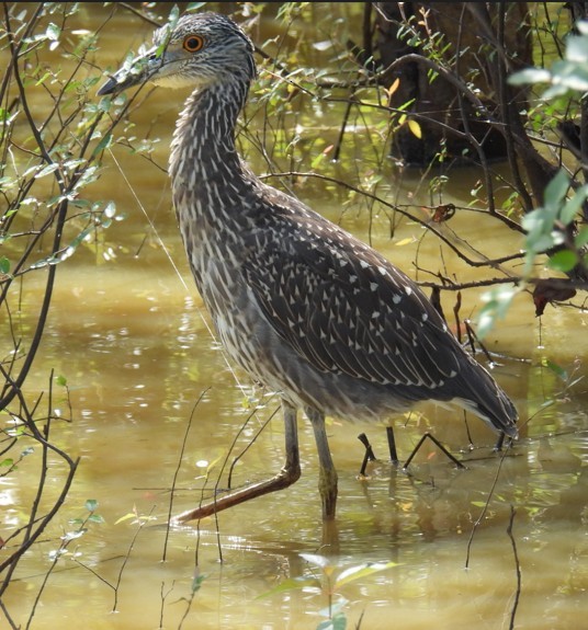 Yellow-crowned Night Heron - ML642346846