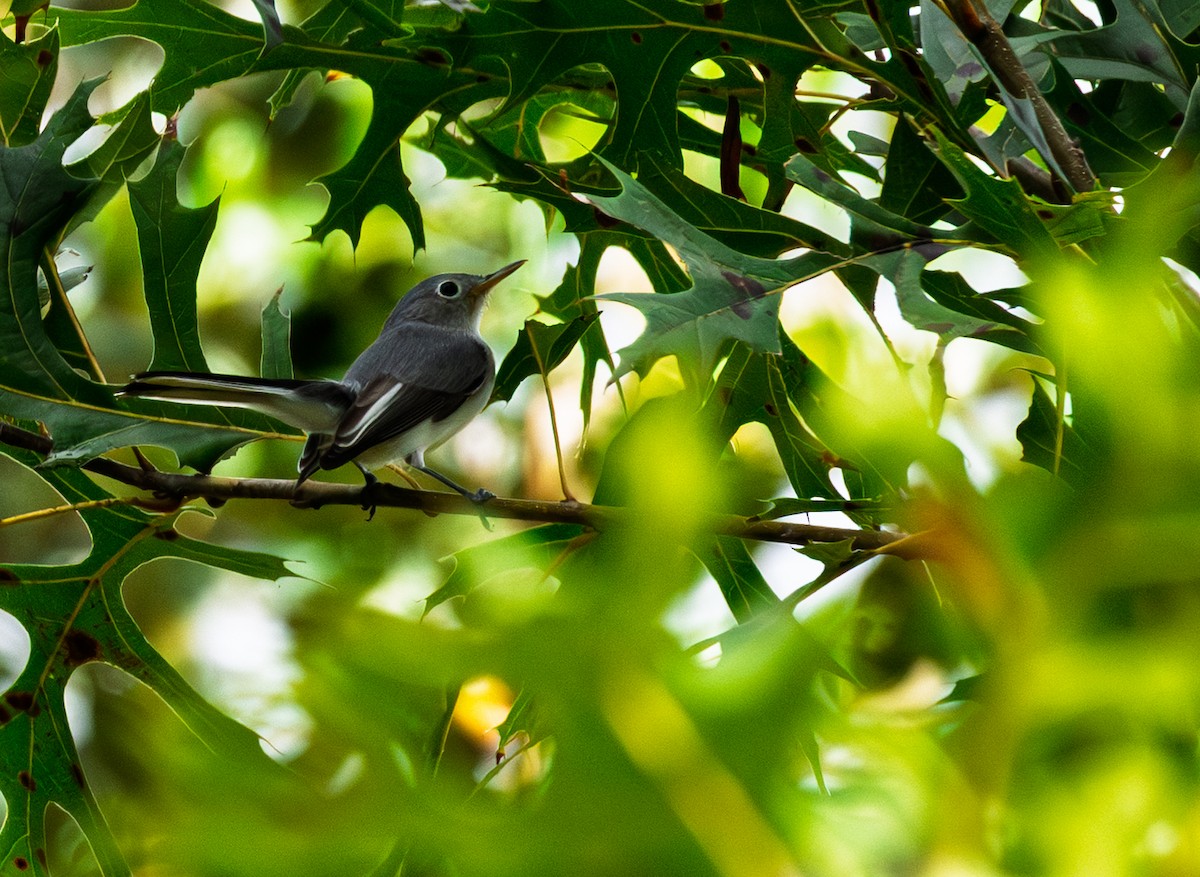 Blue-gray Gnatcatcher - ML642346880