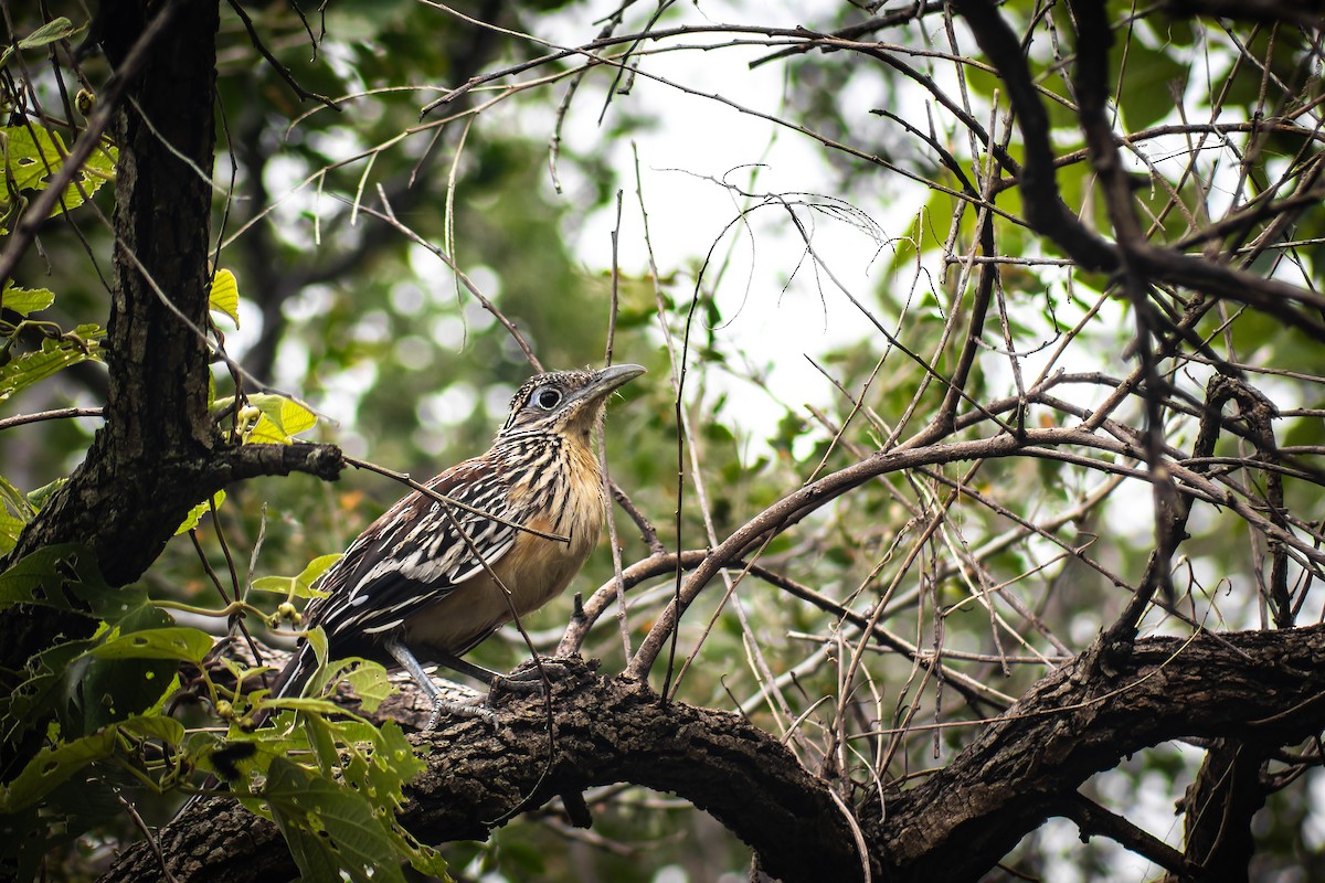 Lesser Roadrunner - ML642346881