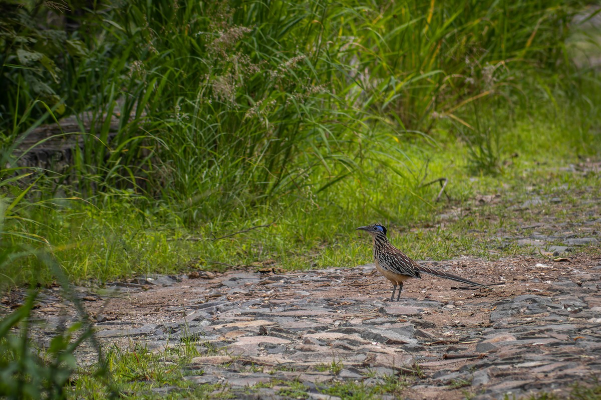 Lesser Roadrunner - ML642346882