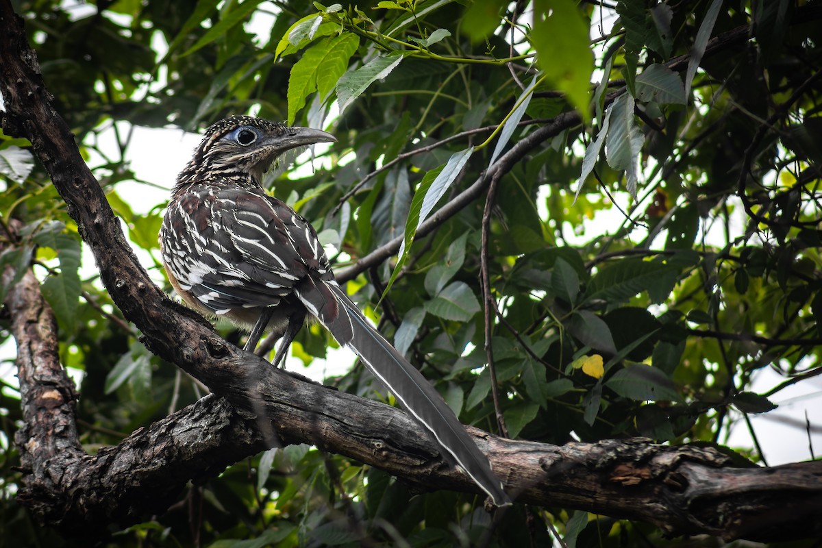 Lesser Roadrunner - ML642346883