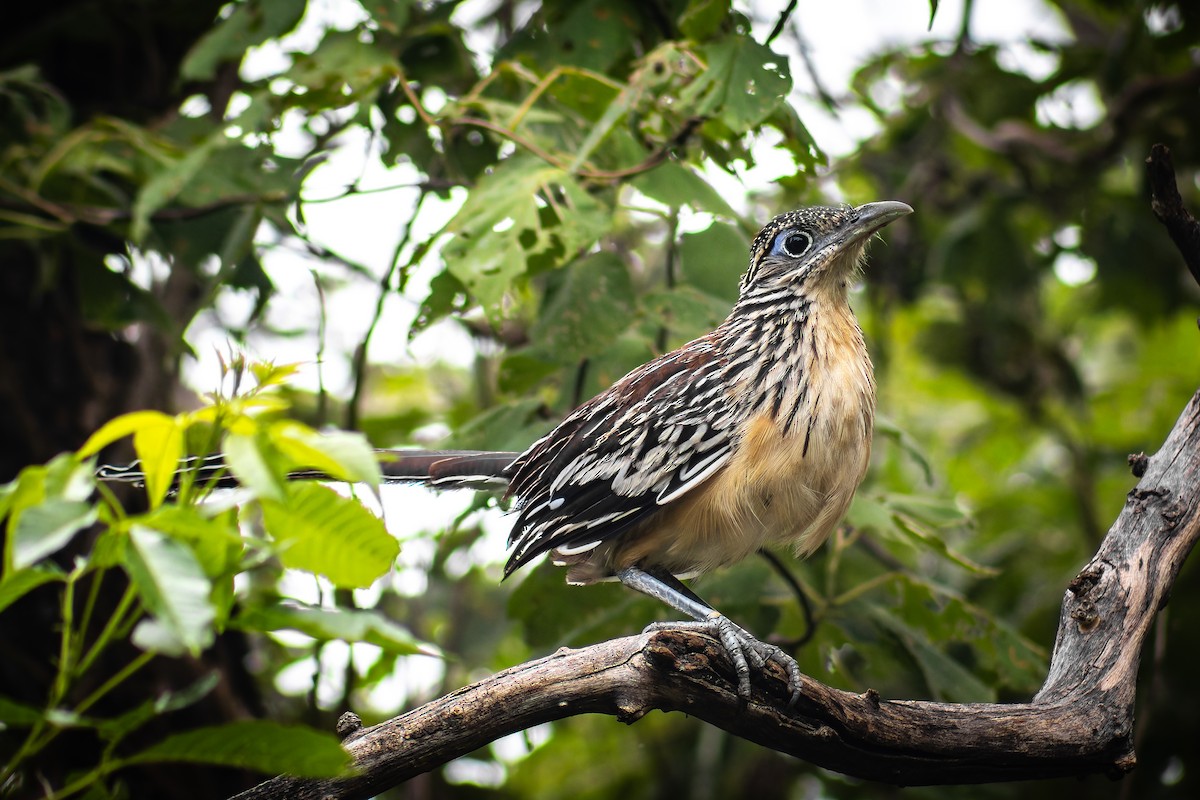 Lesser Roadrunner - ML642346884