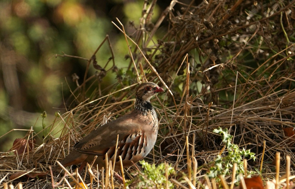 rødhøne - ML642346889