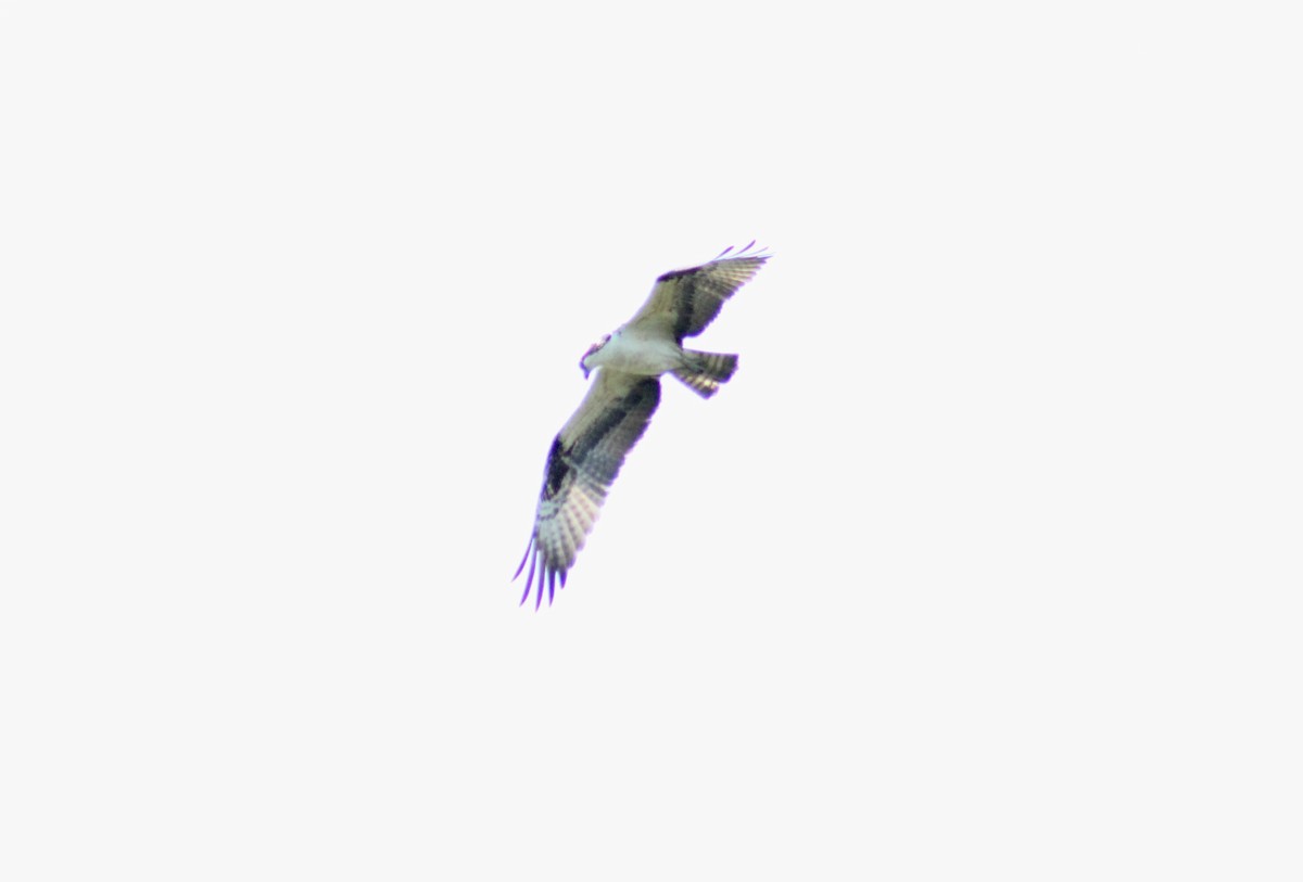 Osprey - ML642346890