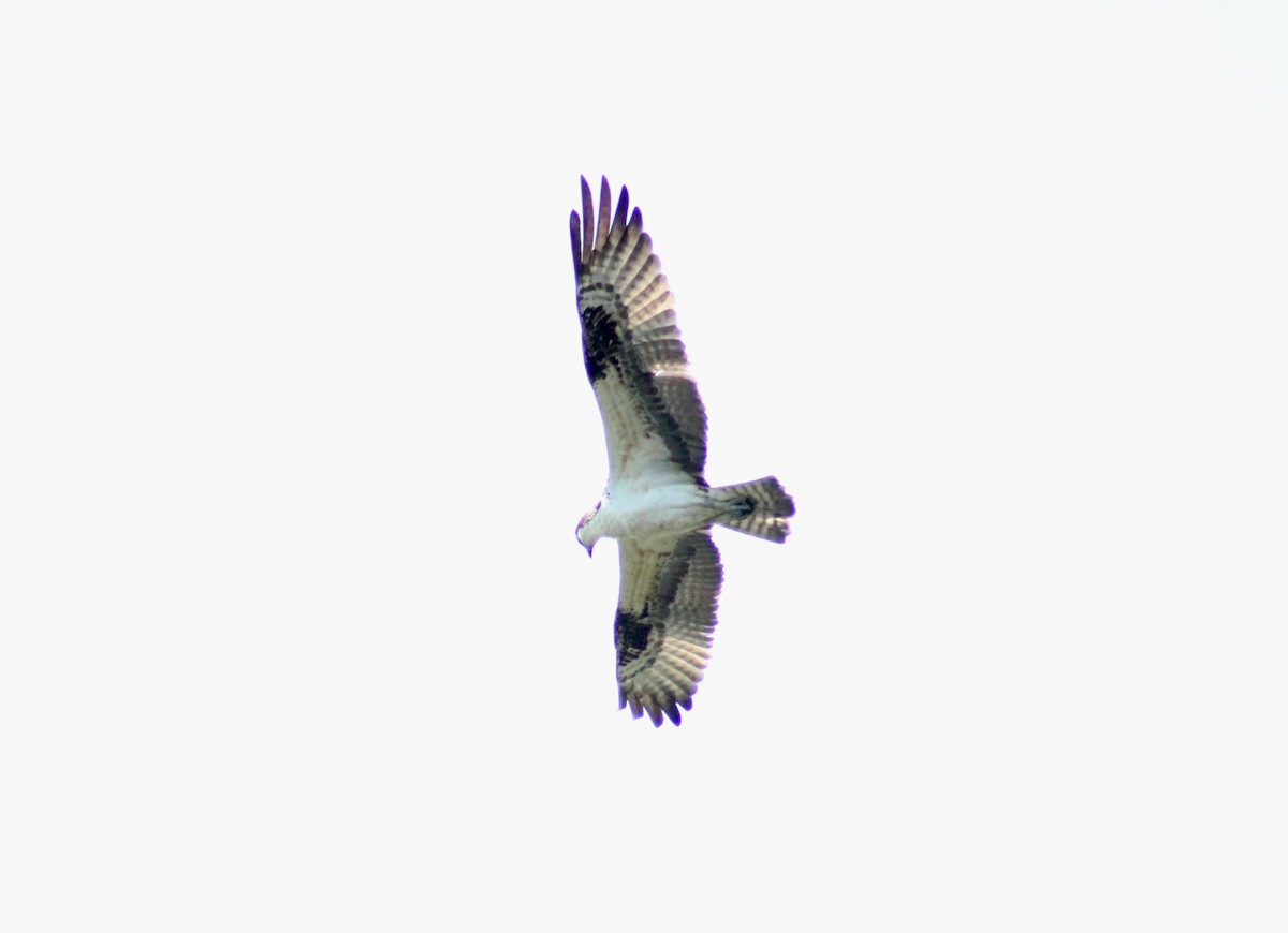 Osprey - ML642346891