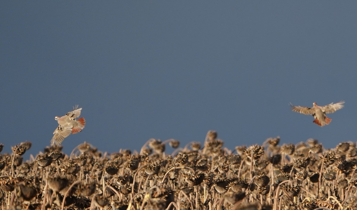 rødhøne - ML642346892