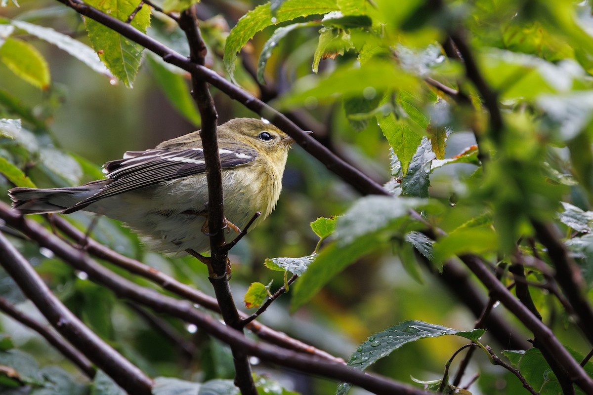 Blackpoll Warbler - ML642346903