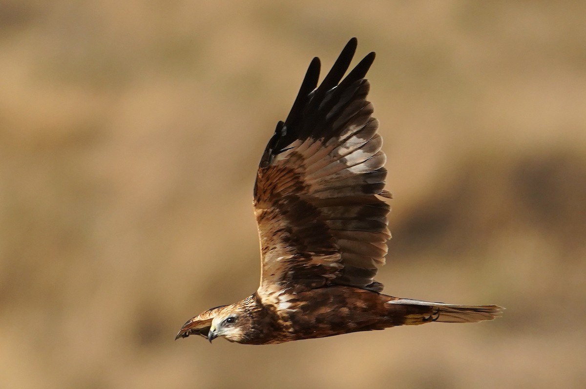 sivhauk - ML642346911