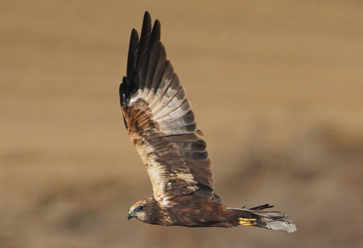 sivhauk - ML642346912