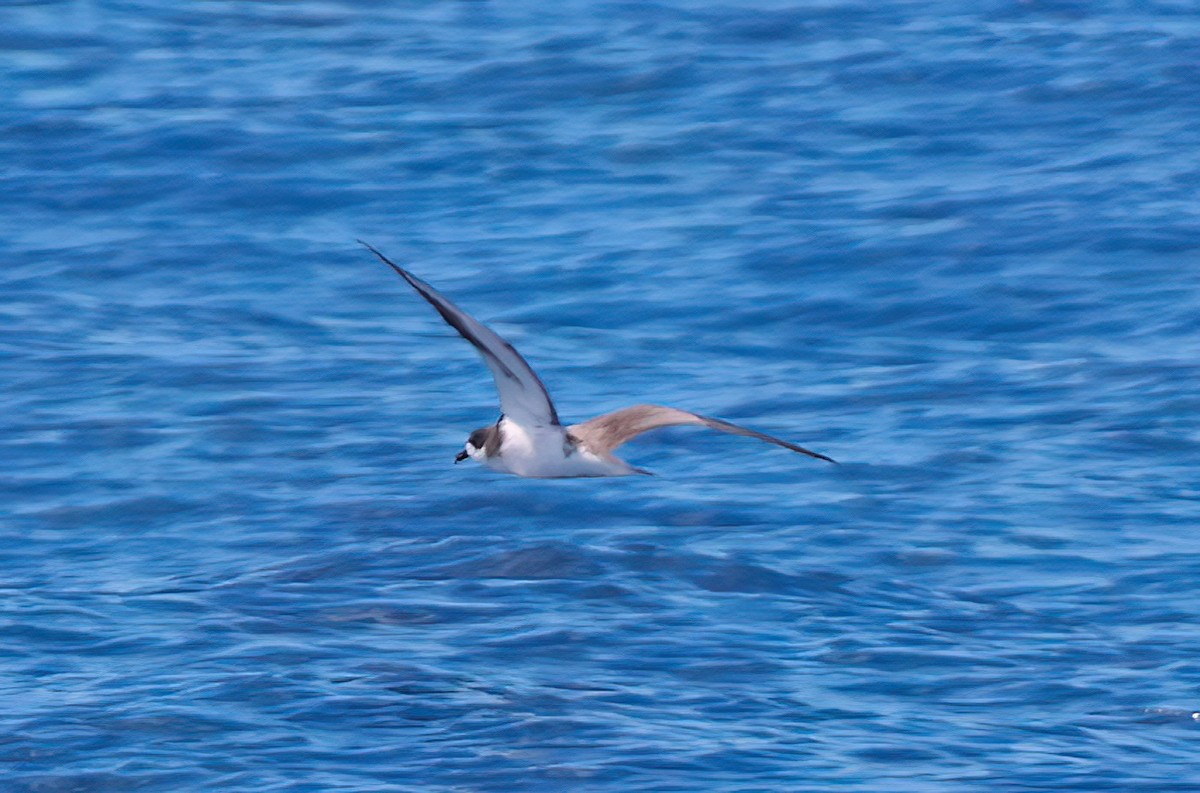 Hawaiian Petrel - ML642346923