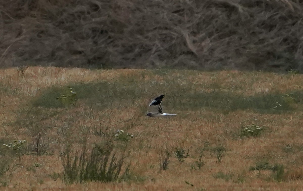 myrhauk - ML642346924