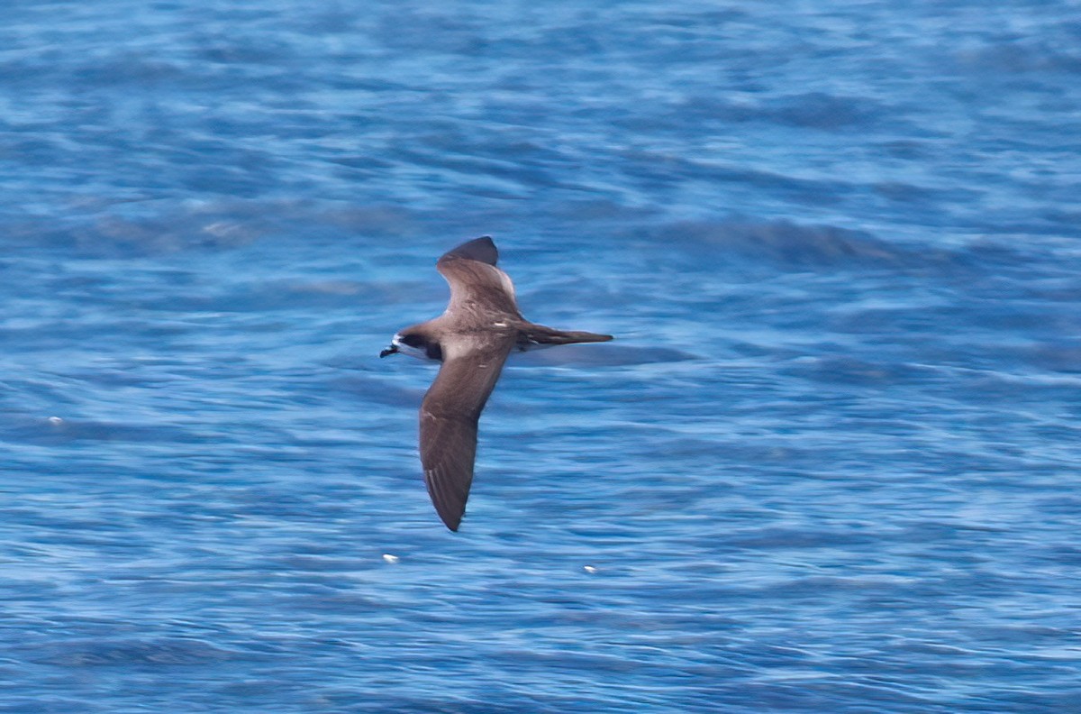 Hawaiian Petrel - ML642346928