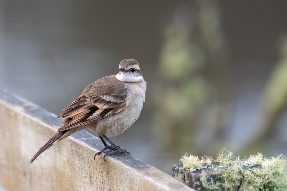 Long-tailed Cinclodes - ML642346930