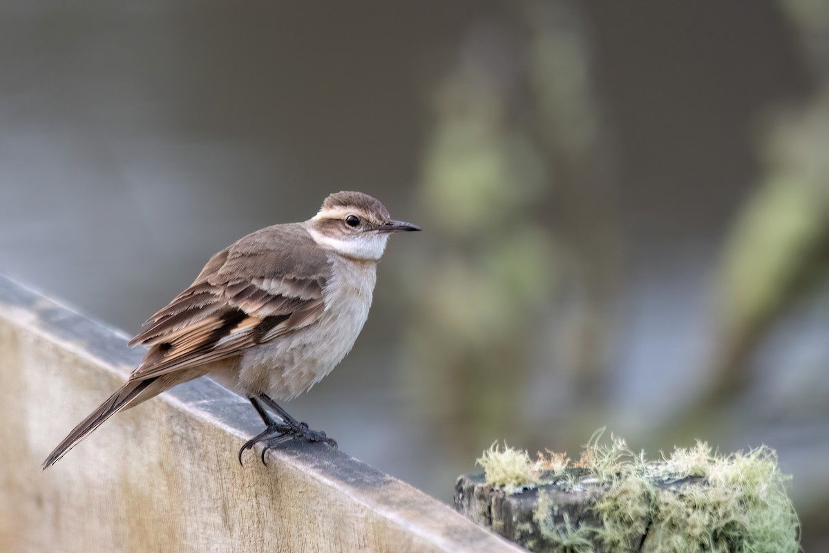 Long-tailed Cinclodes - ML642346931