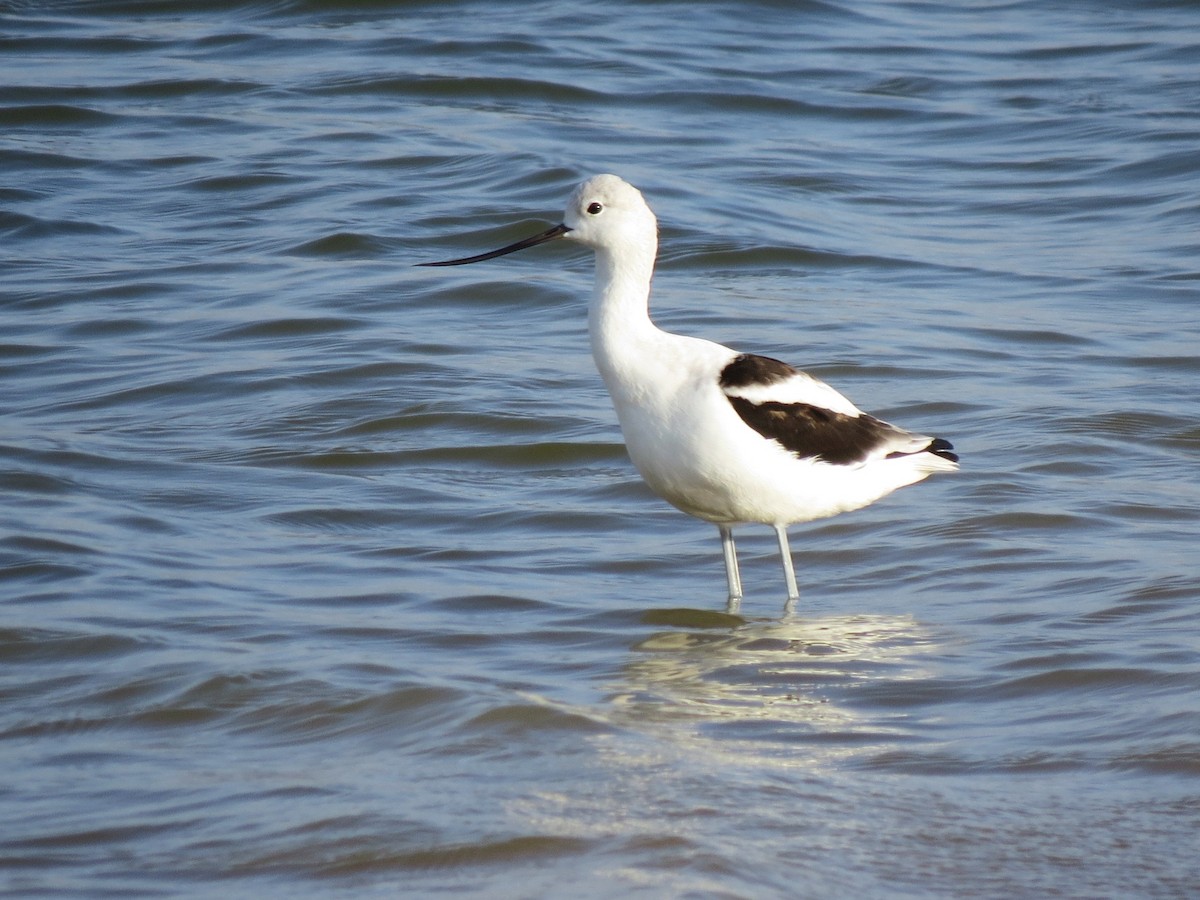 American Avocet - ML642346973