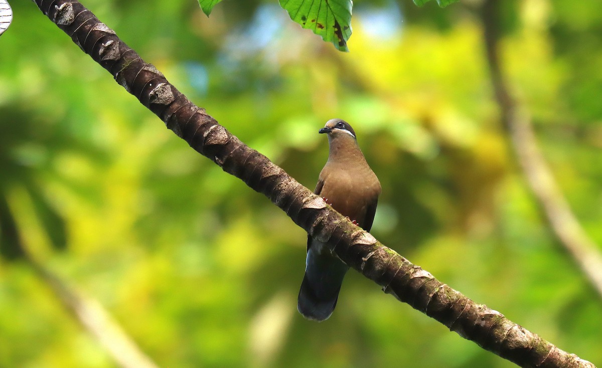 White-eared Brown-Dove - ML642346978