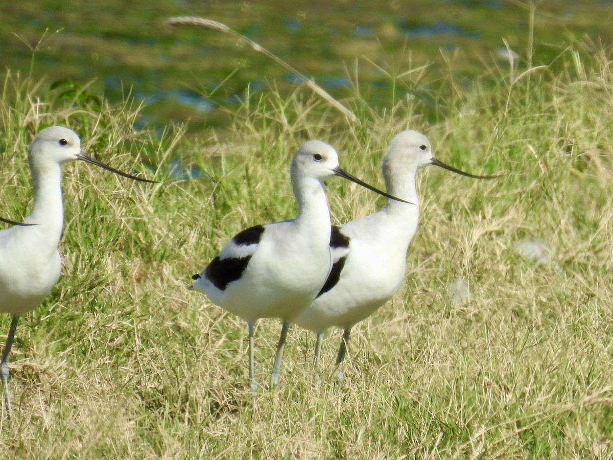 American Avocet - ML642346991
