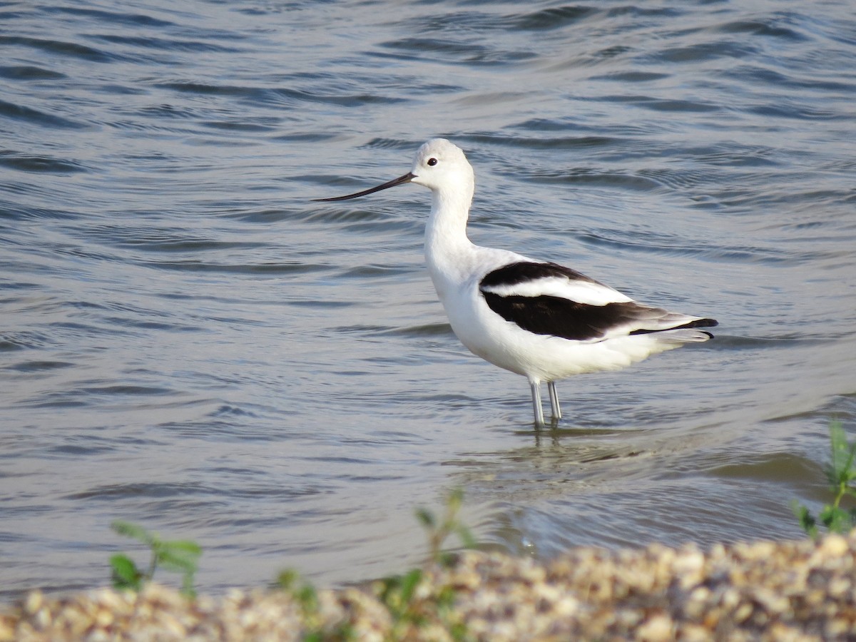 American Avocet - ML642346995