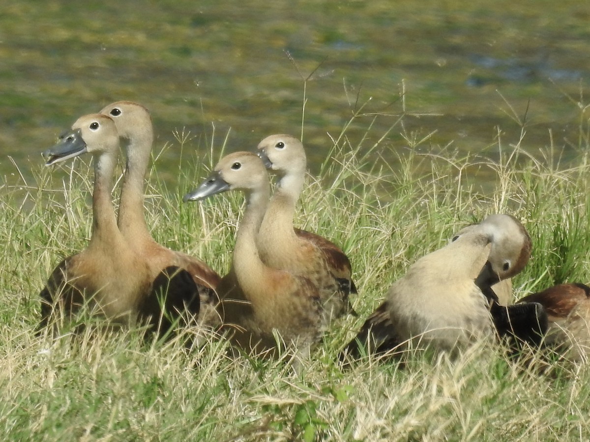 Black-bellied Whistling-Duck - ML642347007