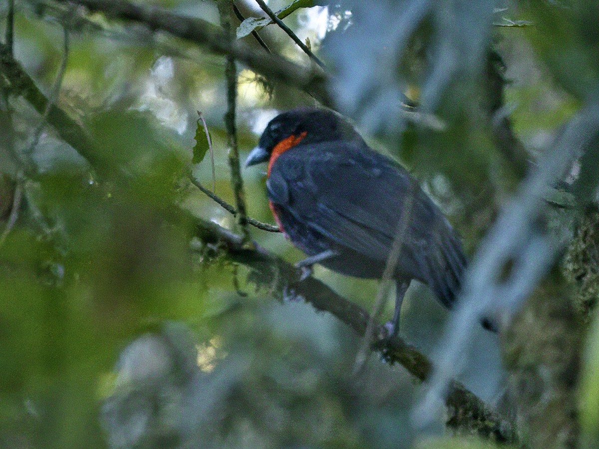 Red-ruffed Fruitcrow - ML642347008