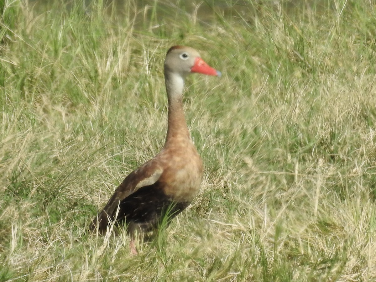 Black-bellied Whistling-Duck - ML642347011