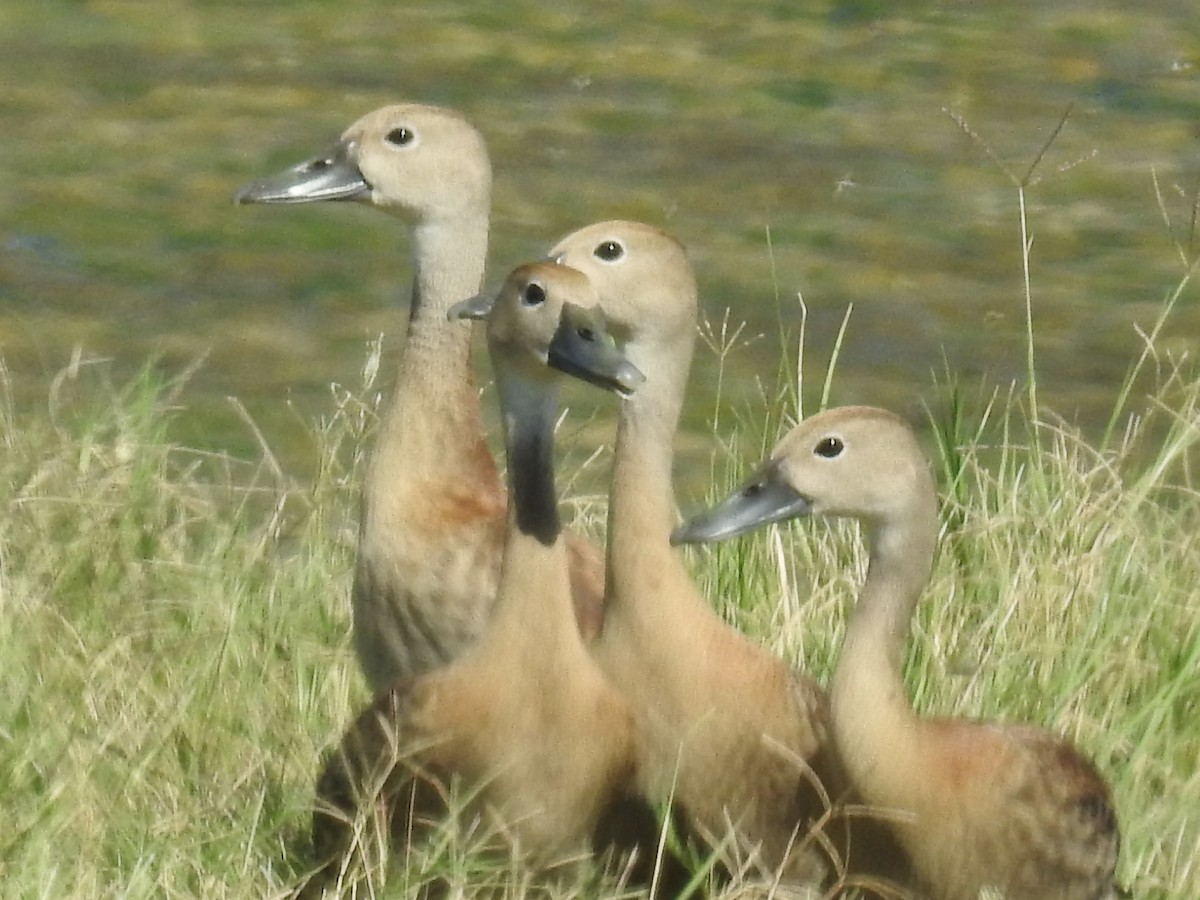 Black-bellied Whistling-Duck - ML642347013