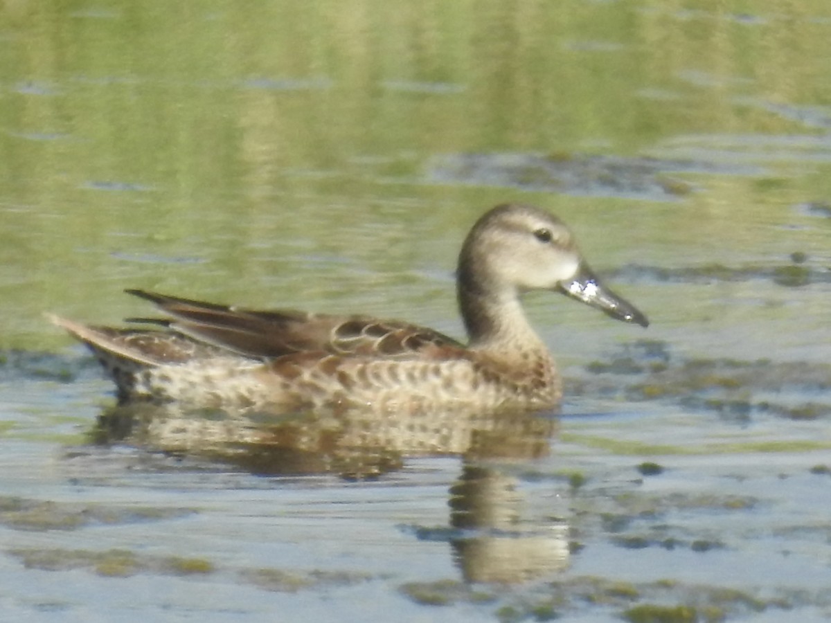 Blue-winged Teal - ML642347024