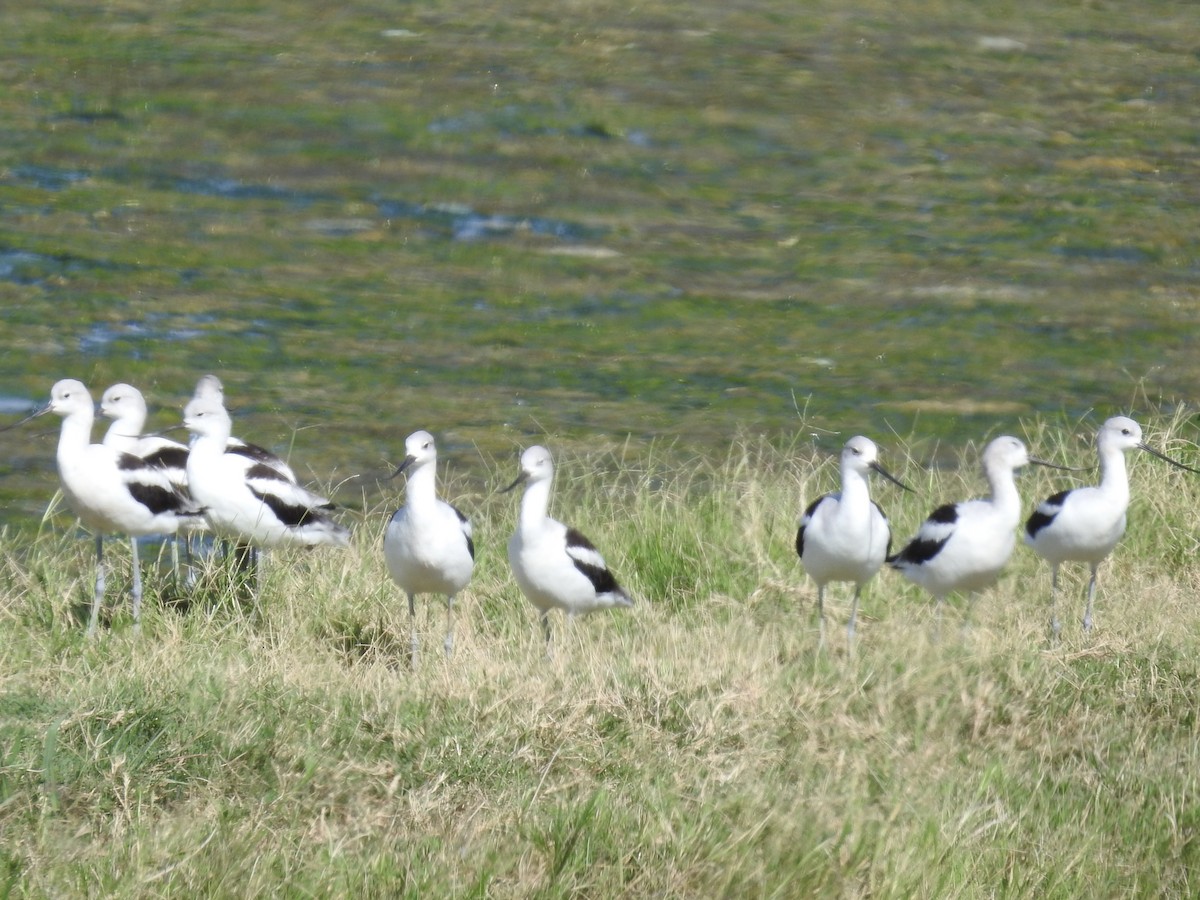 American Avocet - ML642347035