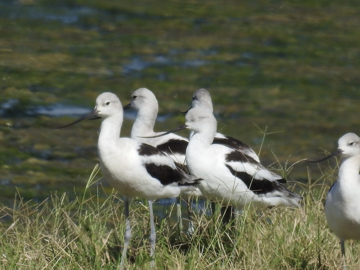 American Avocet - ML642347038