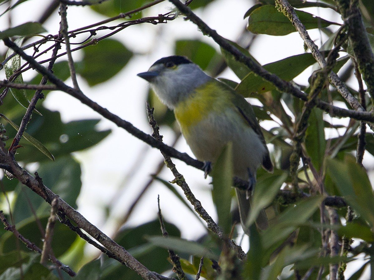 Green-backed Becard - ML642347049