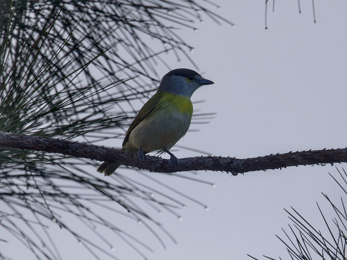 Green-backed Becard - ML642347050