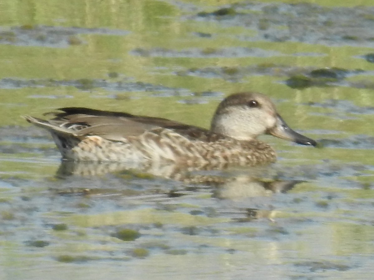 Blue-winged Teal - ML642347063