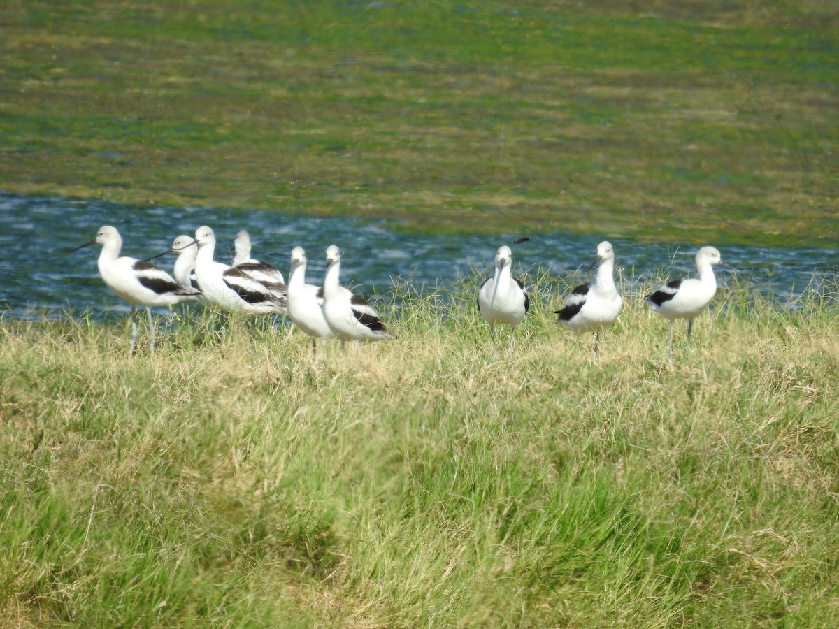 American Avocet - ML642347076
