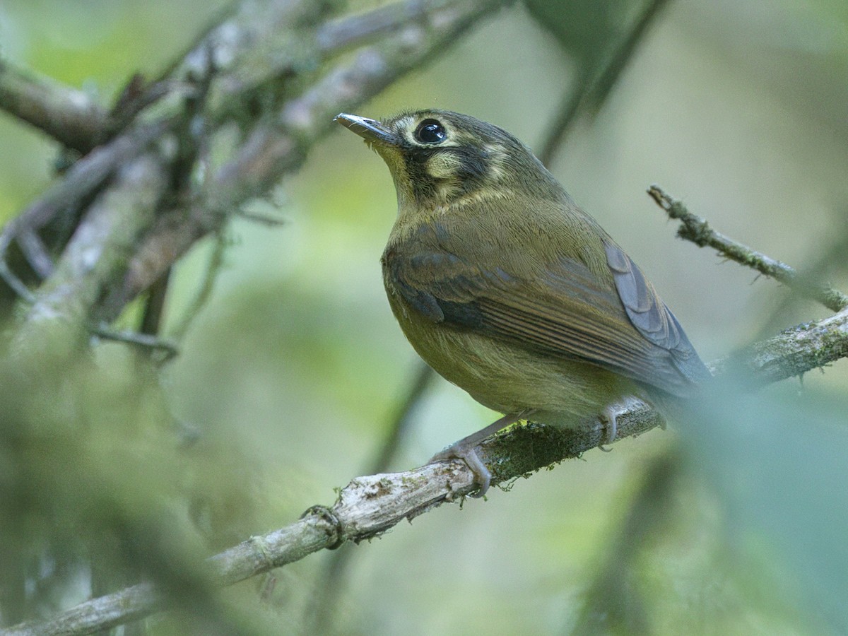 White-throated Spadebill - ML642347077