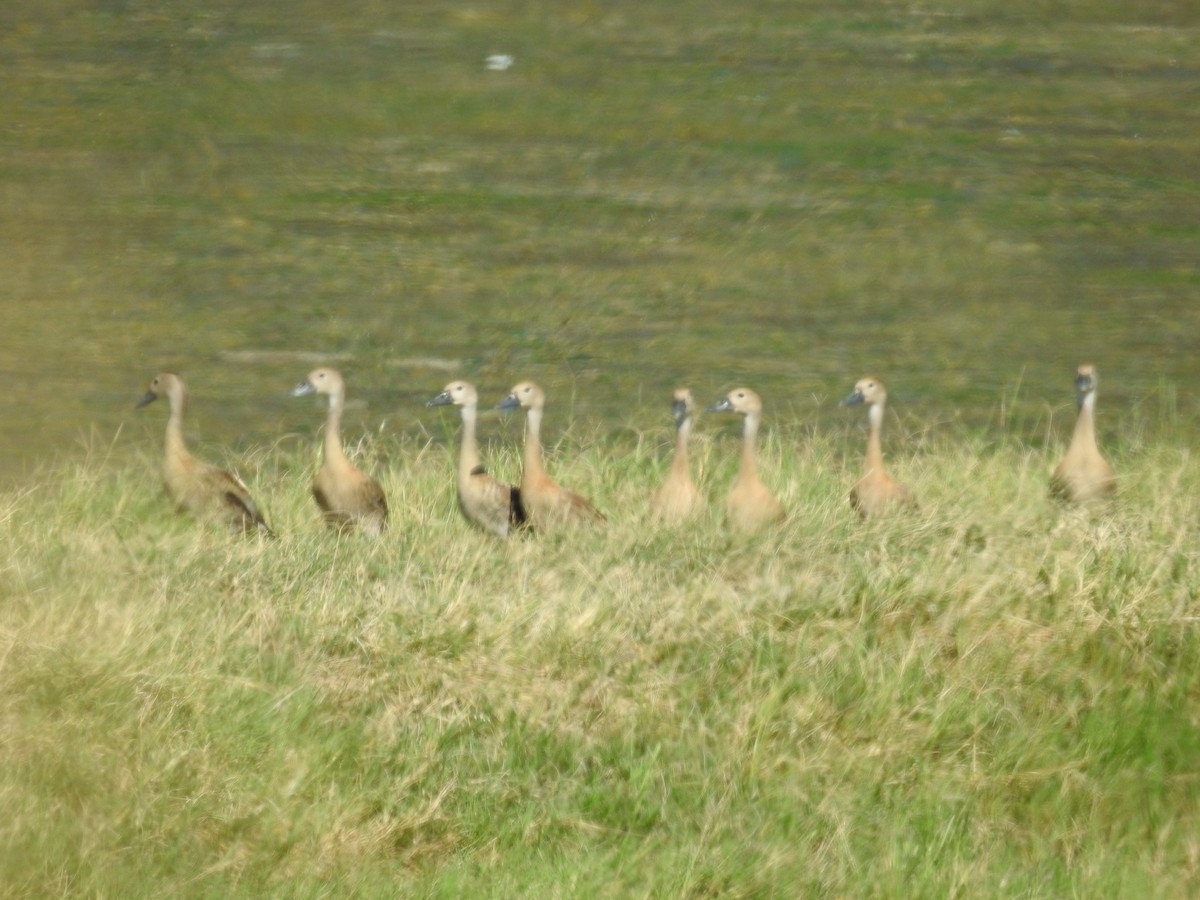 Black-bellied Whistling-Duck - ML642347082