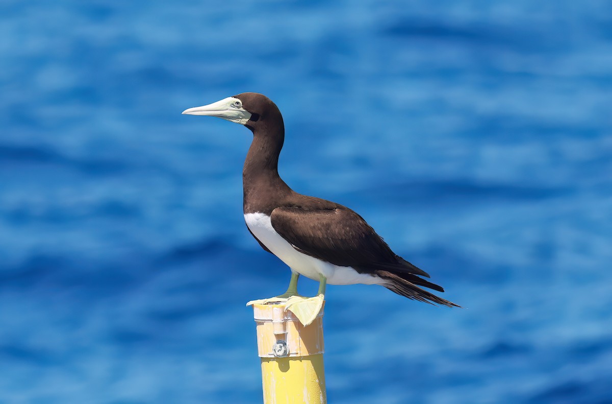 Brown Booby - ML642347093