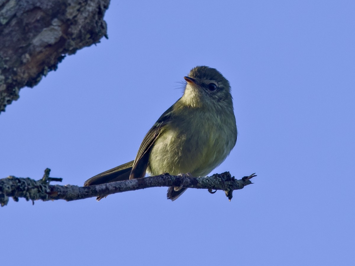Mottle-cheeked Tyrannulet - ML642347121