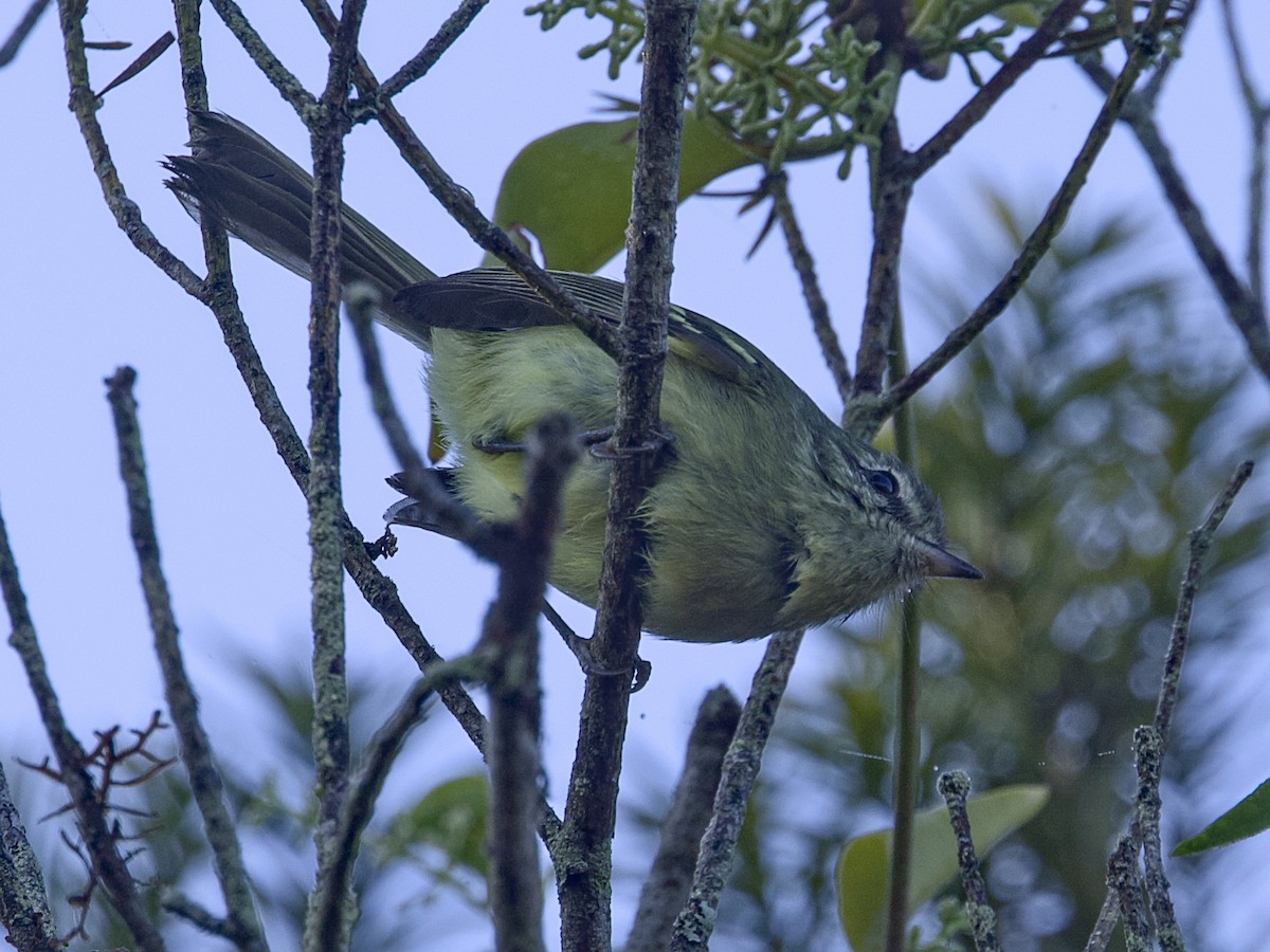 Mottle-cheeked Tyrannulet - ML642347122