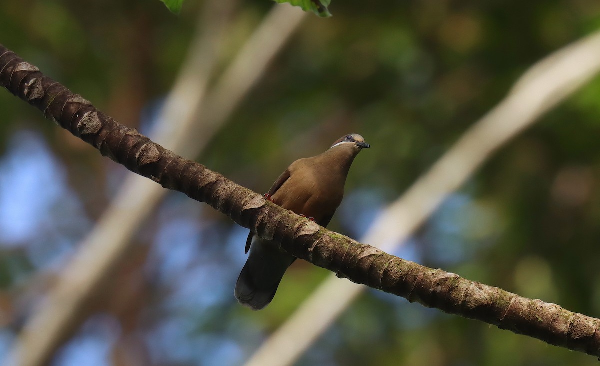 White-eared Brown-Dove - ML642347144
