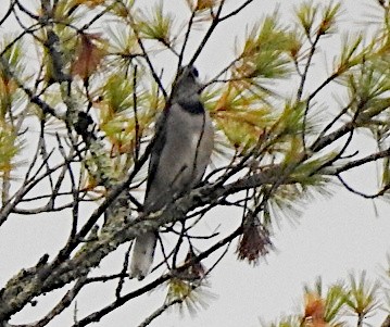 Blauhäher - ML642347148